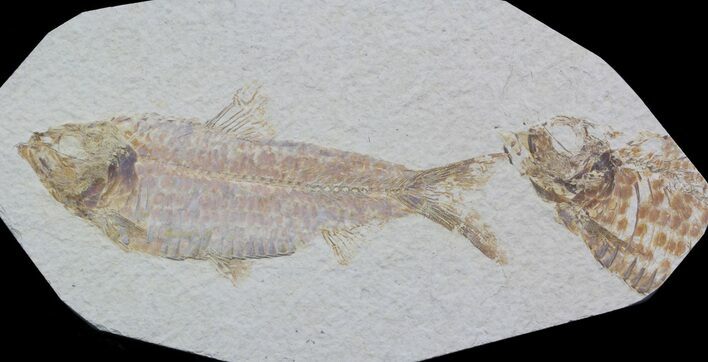 Knightia Alta Fossil Fish - Wyoming #36857